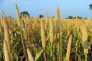 millet industry